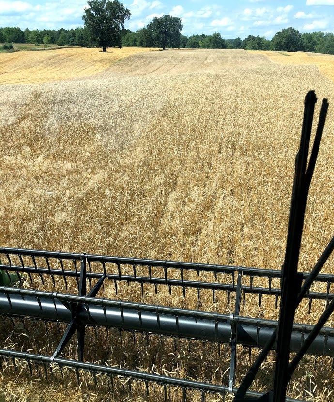 Harvesting wheat